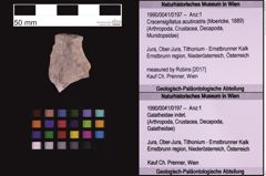 Foto (Objekt + Etiketten) von Cracensigillatus acutirostris (Moericke, 1889) (NHMW-GEO-1990-0041-0197)